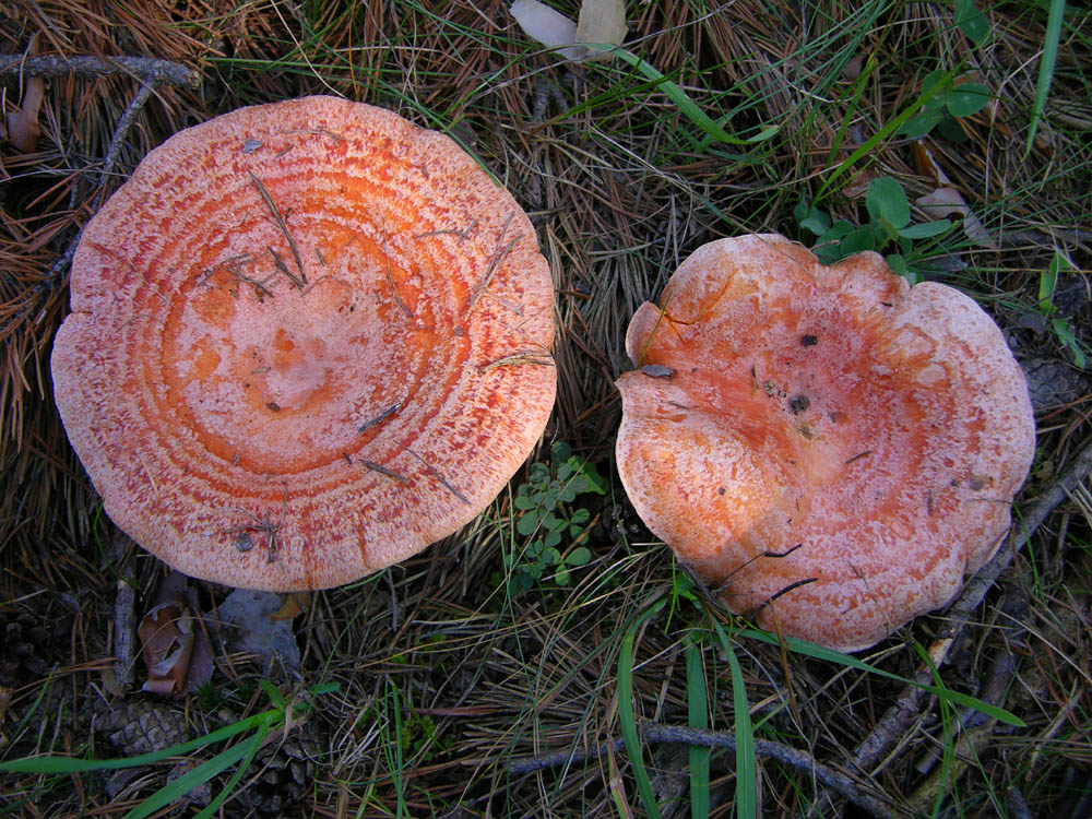 Lactarius deliciosus (L.) Gray